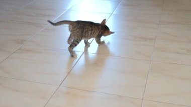 kedi yavrusu küçük gri güzel aktif sevimli bir dize üzerinde bir şeker sarıcı ile oynarken