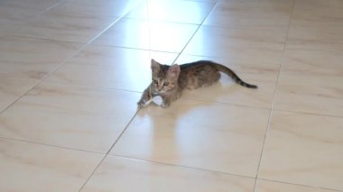 kedi yavrusu küçük gri güzel aktif sevimli bir dize üzerinde bir şeker sarıcı ile oynarken