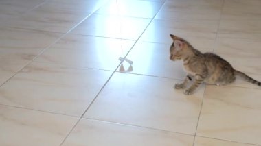 kedi yavrusu küçük gri güzel aktif sevimli bir dize üzerinde bir şeker sarıcı ile oynarken