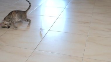 kedi yavrusu küçük gri güzel aktif sevimli bir dize üzerinde bir şeker sarıcı ile oynarken
