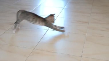 kedi yavrusu küçük gri güzel aktif sevimli bir dize üzerinde bir şeker sarıcı ile oynarken