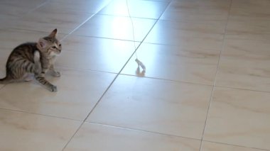 kedi yavrusu küçük gri güzel aktif sevimli bir dize üzerinde bir şeker sarıcı ile oynarken