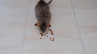 kedi yavrusu küçük gri güzel aktif sevimli bir dize üzerinde bir şeker sarıcı ile oynarken