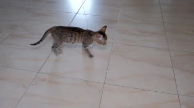 kedi yavrusu küçük gri güzel aktif sevimli bir dize üzerinde bir şeker sarıcı ile oynarken