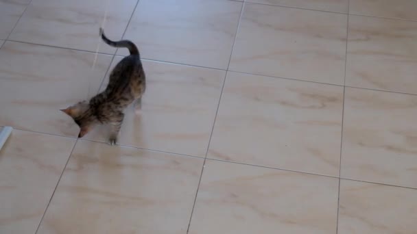 고양이 아름다운 귀여운 문자열에 래퍼와 — 비디오