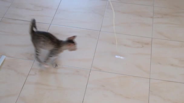 Kätzchen Klein Grau Schön Aktiv Niedlich Spielen Mit Einem Bonbonpapier — Stockvideo