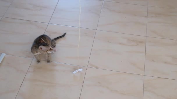 Kitten Kleine Grijze Mooie Actieve Schattig Spelen Met Een Snoep — Stockvideo