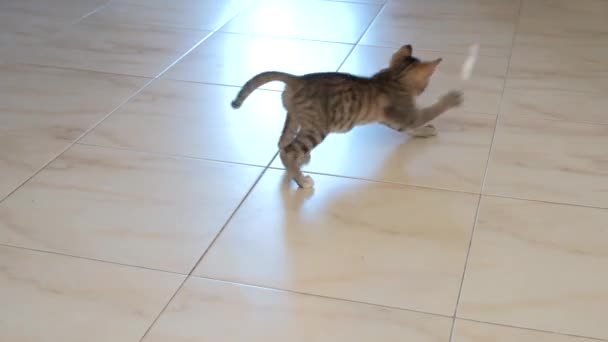 Kedi Yavrusu Küçük Gri Güzel Aktif Sevimli Bir Dize Üzerinde — Stok video