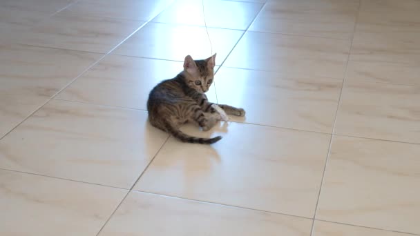 Gatinho Cinza Pequeno Bonito Ativo Bonito Jogando Com Invólucro Doces — Vídeo de Stock