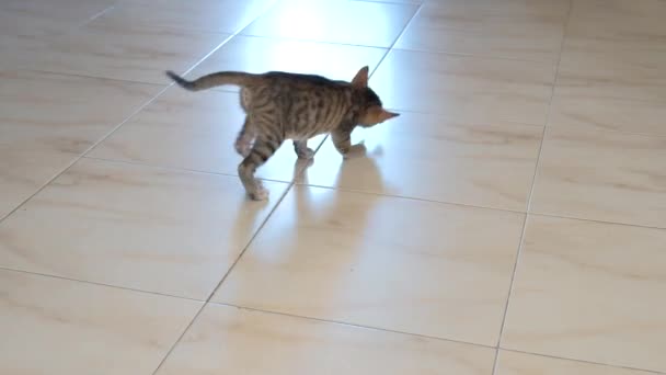 Gatinho Cinza Pequeno Bonito Ativo Bonito Jogando Com Invólucro Doces — Vídeo de Stock