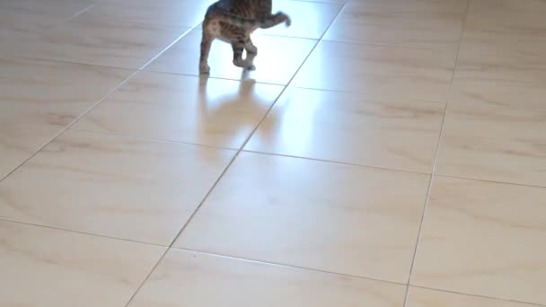 Gattino Piccolo Grigio Bella Attiva Carino Giocare Con Involucro Caramelle — Video Stock