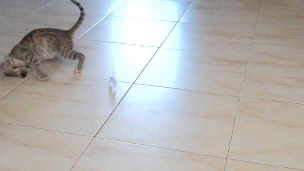 Kedi Yavrusu Küçük Gri Güzel Aktif Sevimli Bir Dize Üzerinde — Stok video