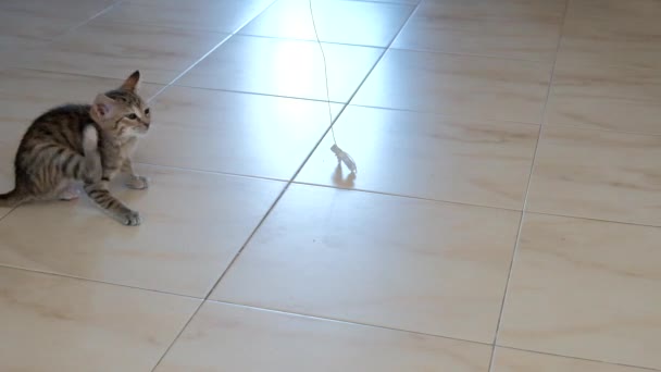 Gatinho Cinza Pequeno Bonito Ativo Bonito Jogando Com Invólucro Doces — Vídeo de Stock