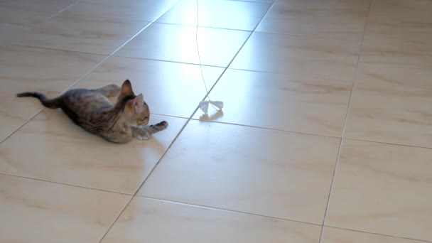 Gatinho Cinza Pequeno Bonito Ativo Bonito Jogando Com Invólucro Doces — Vídeo de Stock