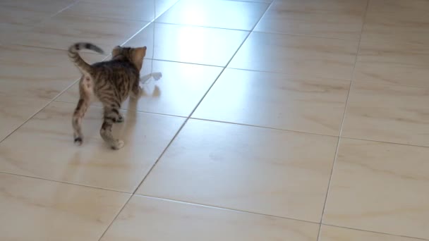 Gatinho Cinza Pequeno Bonito Ativo Bonito Jogando Com Invólucro Doces — Vídeo de Stock