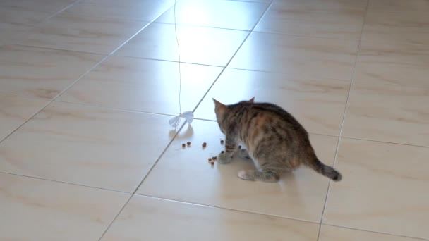 Gatinho Cinza Pequeno Bonito Ativo Bonito Jogando Com Invólucro Doces — Vídeo de Stock