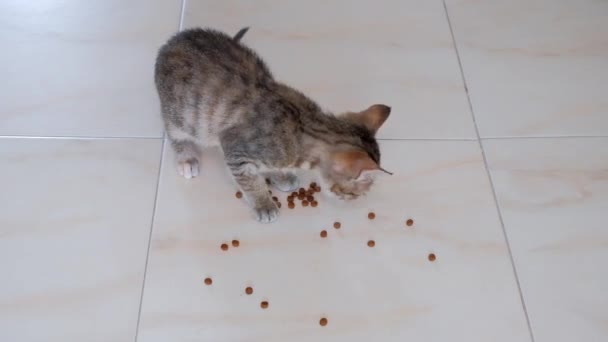 Kitten Kleine Grijze Mooie Actieve Schattig Spelen Met Een Snoep — Stockvideo