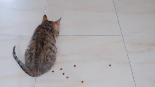 Kociak Mały Szary Piękny Aktywny Słodkie Gry Otoką Cukierków Sznurka — Wideo stockowe