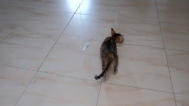 kedi yavrusu küçük gri güzel aktif sevimli bir dize üzerinde bir şeker sarıcı ile oynarken