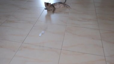 kedi yavrusu küçük gri güzel aktif sevimli bir dize üzerinde bir şeker sarıcı ile oynarken