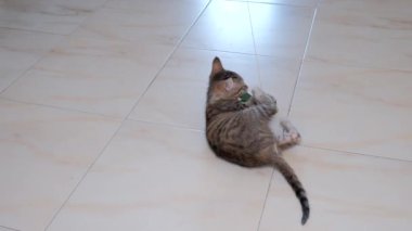 kedi yavrusu küçük gri güzel aktif sevimli bir dize üzerinde bir şeker sarıcı ile oynarken