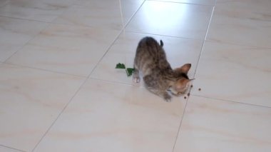 kedi yavrusu küçük gri güzel aktif sevimli bir dize üzerinde bir şeker sarıcı ile oynarken