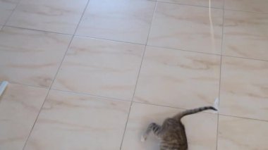 kedi yavrusu küçük gri güzel aktif sevimli bir dize üzerinde bir şeker sarıcı ile oynarken