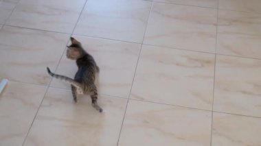kedi yavrusu küçük gri güzel aktif sevimli bir dize üzerinde bir şeker sarıcı ile oynarken