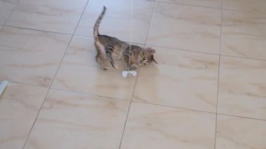 kedi yavrusu küçük gri güzel aktif sevimli bir dize üzerinde bir şeker sarıcı ile oynarken