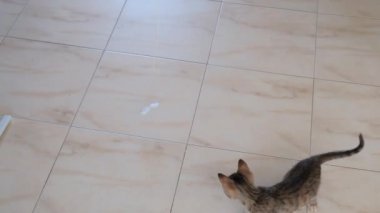 kedi yavrusu küçük gri güzel aktif sevimli bir dize üzerinde bir şeker sarıcı ile oynarken