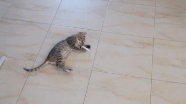 kedi yavrusu küçük gri güzel aktif sevimli bir dize üzerinde bir şeker sarıcı ile oynarken