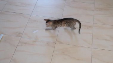kedi yavrusu küçük gri güzel aktif sevimli bir dize üzerinde bir şeker sarıcı ile oynarken