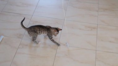 kedi yavrusu küçük gri güzel aktif sevimli bir dize üzerinde bir şeker sarıcı ile oynarken