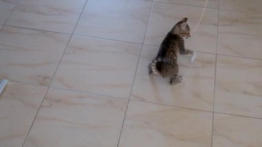 kedi yavrusu küçük gri güzel aktif sevimli bir dize üzerinde bir şeker sarıcı ile oynarken