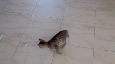 kedi yavrusu küçük gri güzel aktif sevimli bir dize üzerinde bir şeker sarıcı ile oynarken