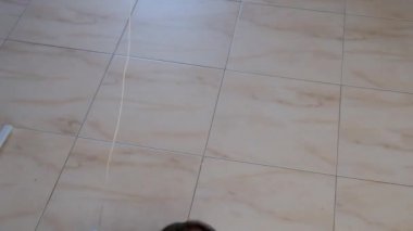 kedi yavrusu küçük gri güzel aktif sevimli bir dize üzerinde bir şeker sarıcı ile oynarken