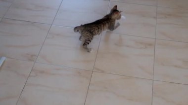 kedi yavrusu küçük gri güzel aktif sevimli bir dize üzerinde bir şeker sarıcı ile oynarken
