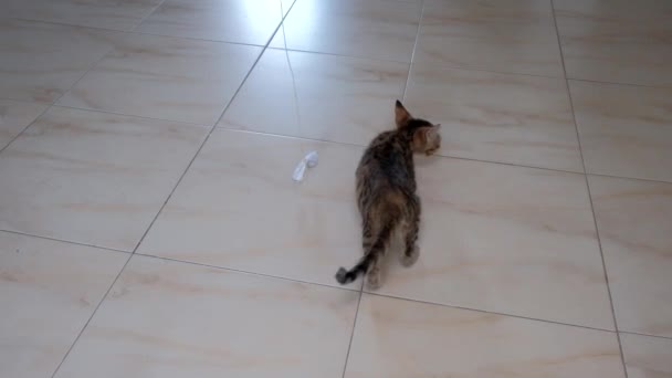 Gatinho Cinza Pequeno Bonito Ativo Bonito Jogando Com Invólucro Doces — Vídeo de Stock