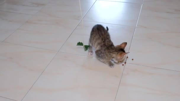 Gattino Piccolo Grigio Bella Attiva Carino Giocare Con Involucro Caramelle — Video Stock