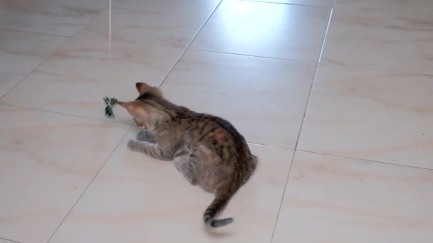 Kitten Kleine Grijze Mooie Actieve Schattig Spelen Met Een Snoep — Stockvideo