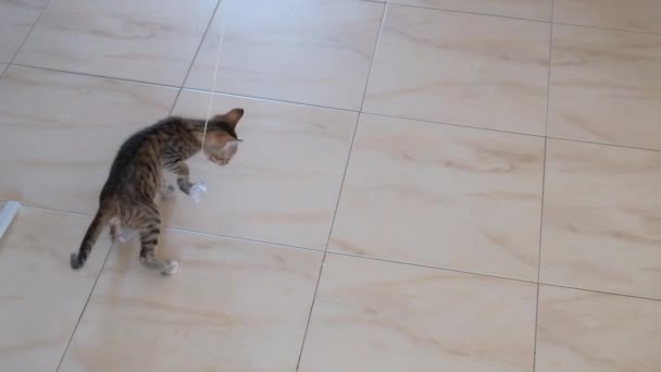 Gatinho Cinza Pequeno Bonito Ativo Bonito Jogando Com Invólucro Doces — Vídeo de Stock