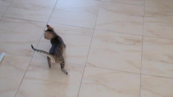 Kitten Kleine Grijze Mooie Actieve Schattig Spelen Met Een Snoep — Stockvideo