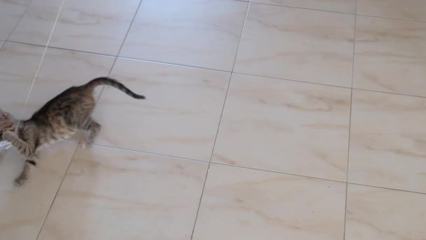 Gatito Pequeño Gris Hermoso Activo Lindo Jugando Con Una Envoltura — Vídeo de stock