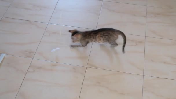 Kitten Kleine Grijze Mooie Actieve Schattig Spelen Met Een Snoep — Stockvideo