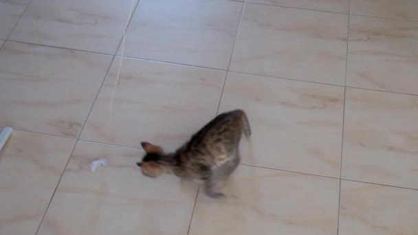 Gatinho Cinza Pequeno Bonito Ativo Bonito Jogando Com Invólucro Doces — Vídeo de Stock