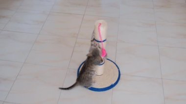 kedi küçük gri aktif çocuk komik sevimli kedi oyuncakları ile oynarken