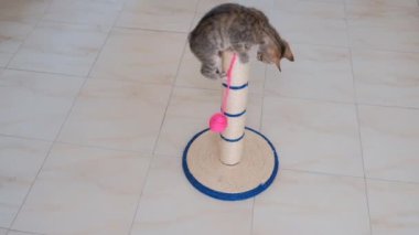 kedi küçük gri aktif çocuk komik sevimli kedi oyuncakları ile oynarken