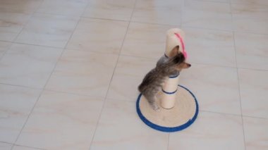 kedi küçük gri aktif çocuk komik sevimli kedi oyuncakları ile oynarken