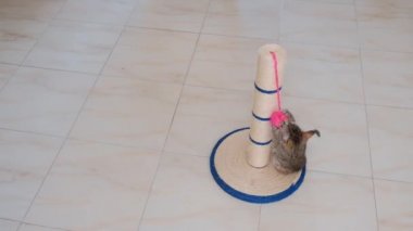 kedi küçük gri aktif çocuk komik sevimli kedi oyuncakları ile oynarken