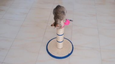 kedi küçük gri aktif çocuk komik sevimli kedi oyuncakları ile oynarken